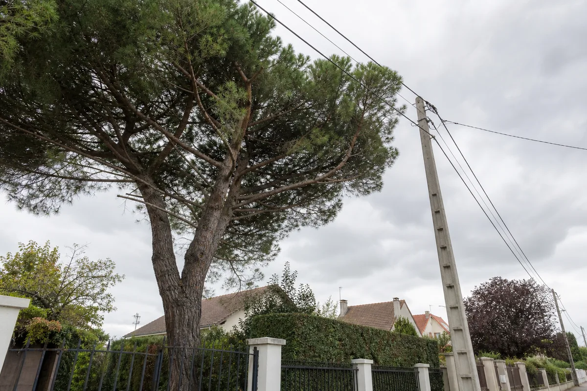 Arbre de haute tige poussant sous une ligne électrique aérienne en zone pavillonnaire française