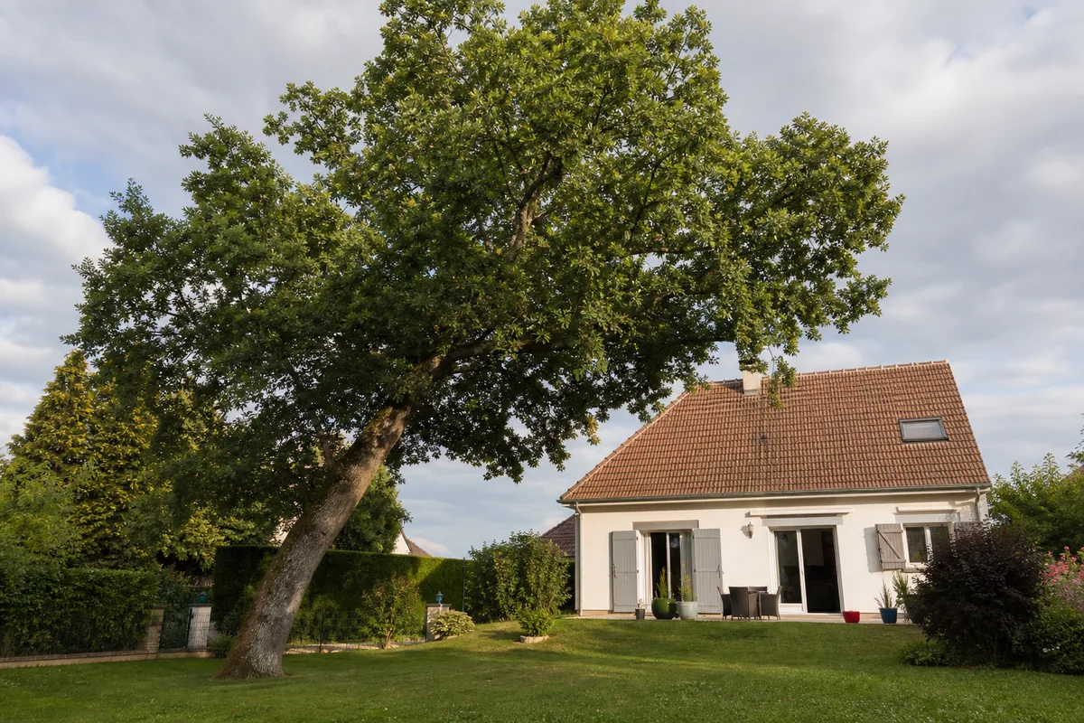 Aide financière abattage arbre : qui paie selon votre cas