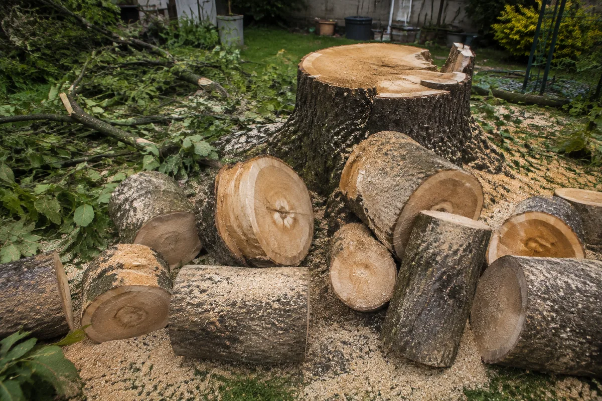 Billons fraîchement débités empilés au pied d’un arbre abattu dans un jardin