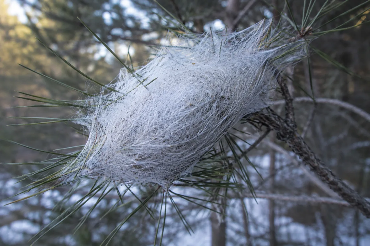 Nid soyeux blanc en forme de fuseau accroché à un rameau de pin en hiver