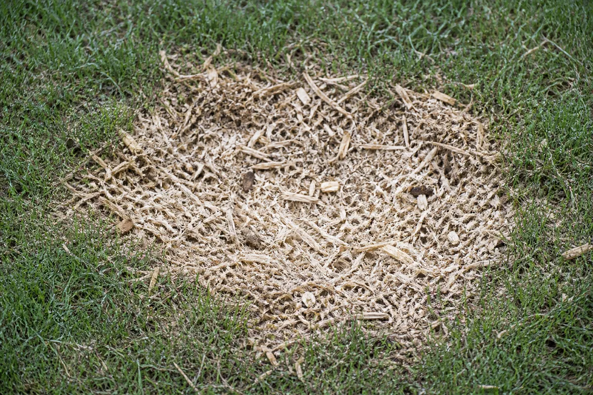 Souche fraîchement rognée dans une pelouse, entourée de copeaux de bois clairs