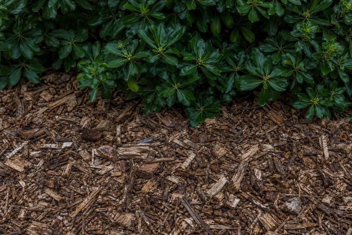 Copeaux de rognage étalés en paillage au pied d’un massif de jardin