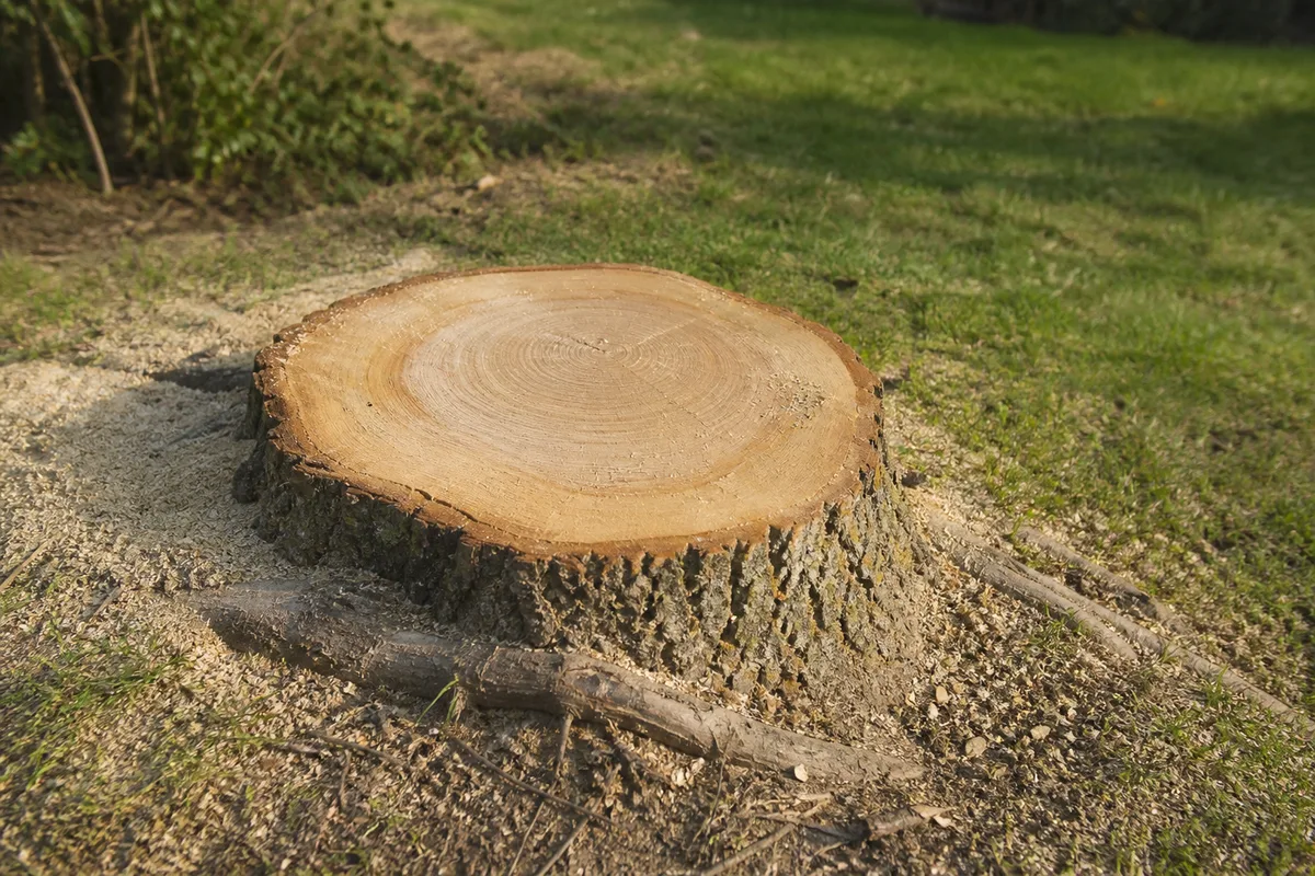 Comment enlever une souche d'arbre : 4 méthodes