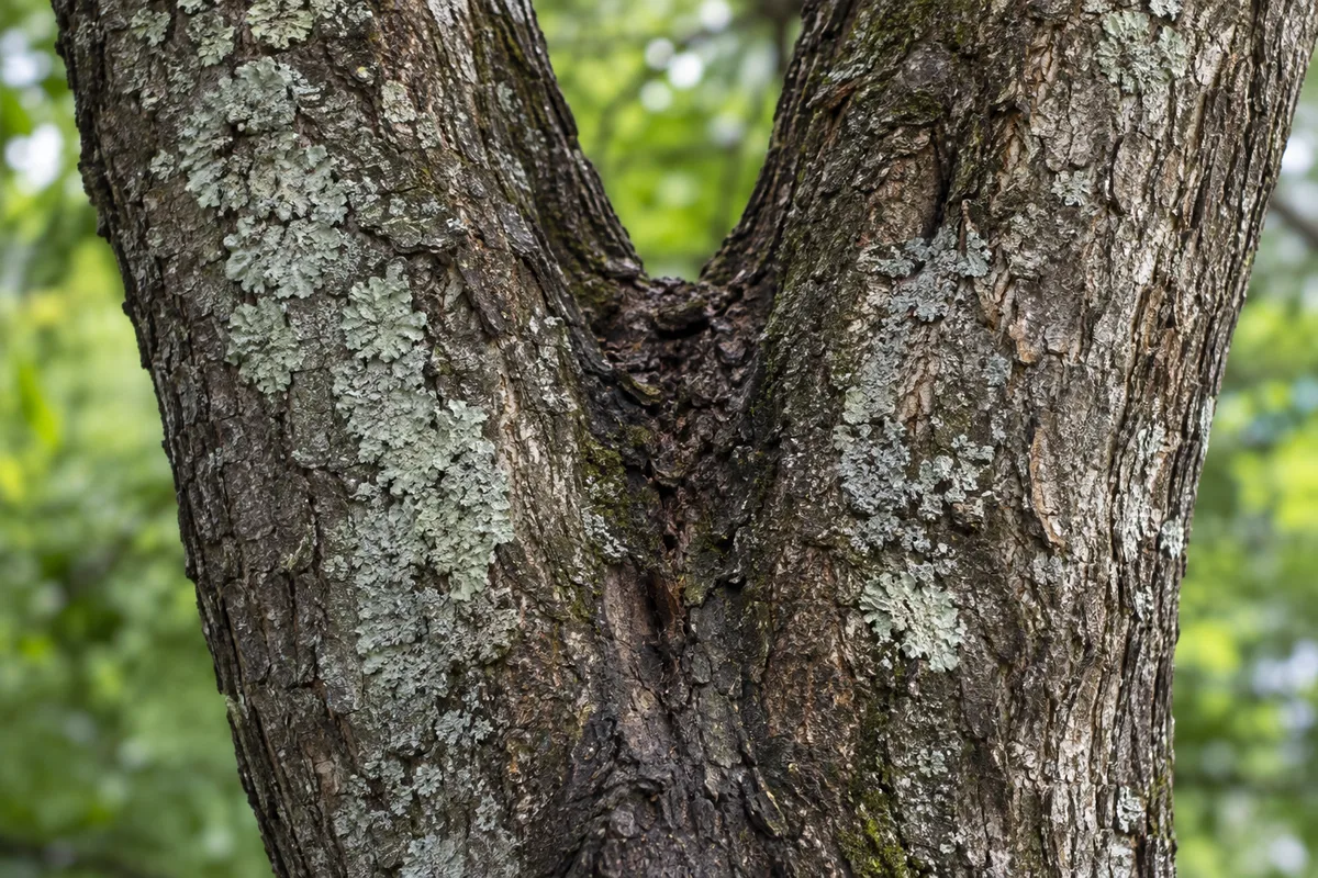 Gros plan sur une fourche à écorce incluse au tronc d’un arbre