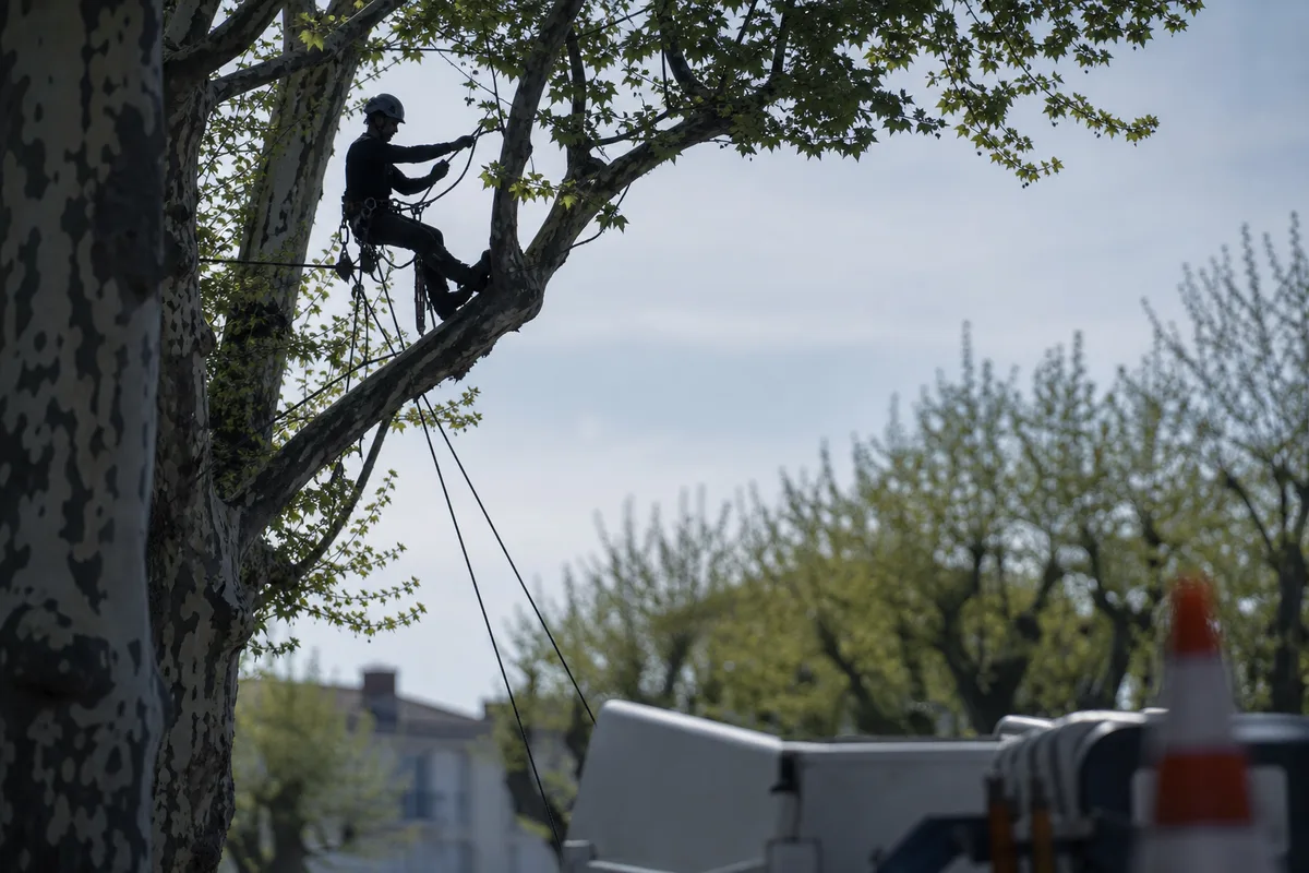 Grimpeur harnaché en haut d’un platane urbain, cordage de rétention tendu vers le sol