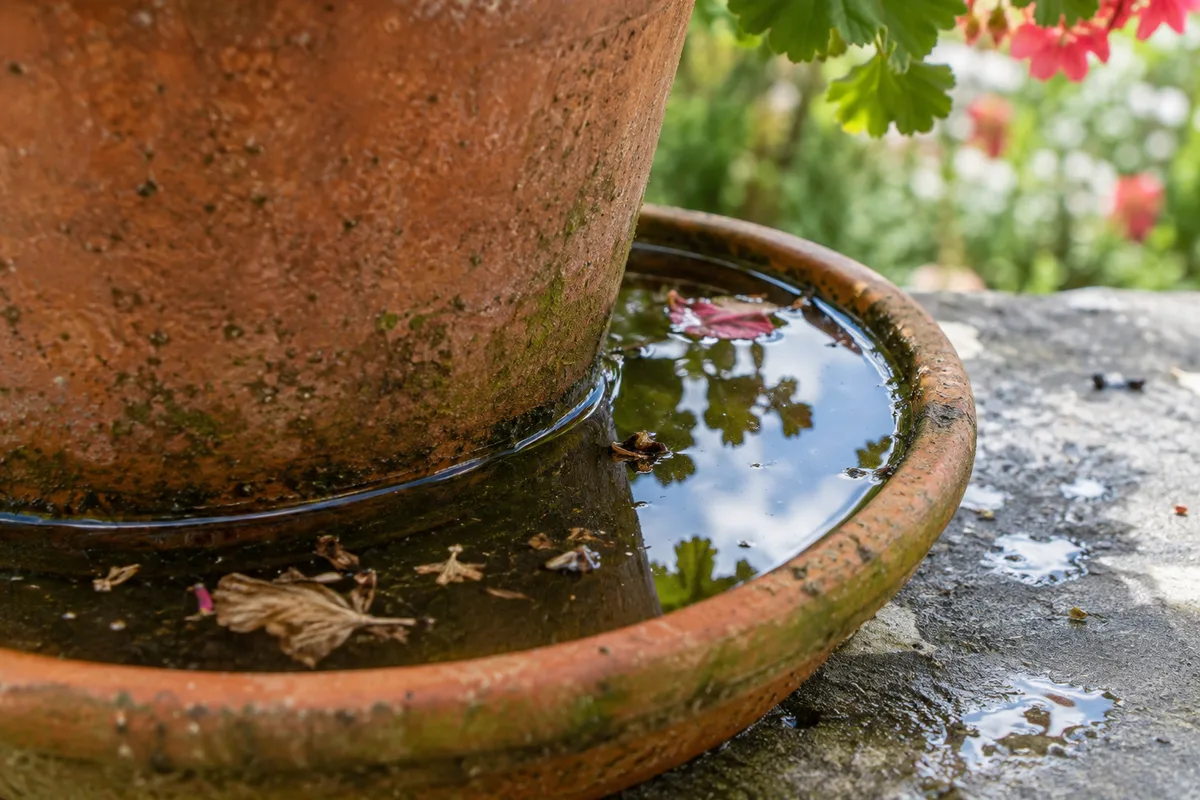 Soucoupe de pot de fleurs remplie d&rsquo;eau de pluie en gros plan sur une terrasse